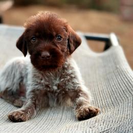 Mac - Brown and gray male Wirehaired Pointing Griffon puppy in Shelbyville, Texas from AndersonK9Kennels Bayou Beards