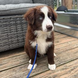 Cisco - Red & white male Miniature Australian Shepherd puppy in Marion, Michigan from Highland Hills Mini Aussies