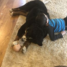 "Berners make the best pillows!" Bernedoodle and Bernese Mountain Dog All Grown Up from Mountain Top Bernedoodles