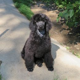 Poodle Puppies from Big Sky Poodles