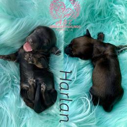 Harlan - Cream male Dachshund puppy in Hornbeck, Louisiana from A&Z Mini Dachshunds