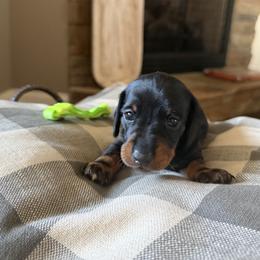 Lime Green Collar Boy - Black and tan male Dachshund puppy in Wray, Georgia from Cotton Hill Dachshunds