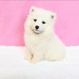 Heidi - White female Samoyed puppy in Durant, Oklahoma from OrangeLine Samoyeds
