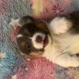 CJ 1 GlRL - Blue Pembroke Welsh Corgi puppy in Dickinson, Texas from Gulf Coast Corgis