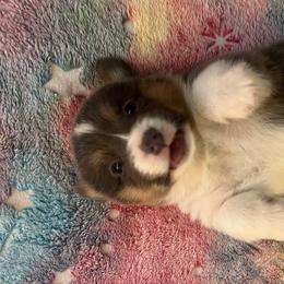 CJ 1 GlRL - Blue Pembroke Welsh Corgi puppy in Dickinson, Texas from Gulf Coast Corgis