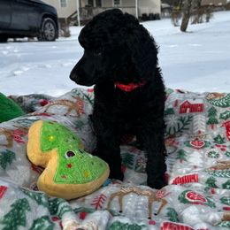 Boy 1 - Black male Poodle puppy in State College, Pennsylvania from Brookside Standard Poodles