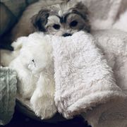 Shichon Puppies from Great Lakes Teddy Bear Dogs