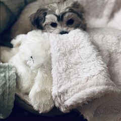 Shichon Puppies from Great Lakes Teddy Bear Dogs