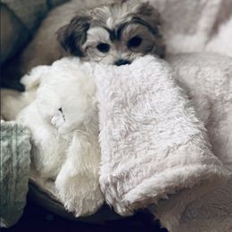 Shichon Puppies from Great Lakes Teddy Bear Dogs