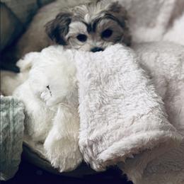 Shichon Puppies from Great Lakes Teddy Bear Dogs