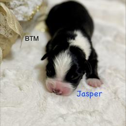 Jasper - Black tri male Miniature Australian Shepherd puppy in Chino Valley, Arizona from BlueZion Aussies