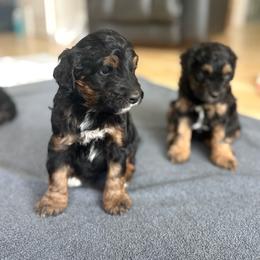 Cowboy - Tri-color male Bernedoodle puppy in Carlotta, California from Lost Coast Poodles and Doodles