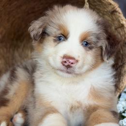 Finn-has tail-many videos - Red merle male Australian Shepherd puppy in Troy, South Carolina from Australian Shepherds of 3/W Farms