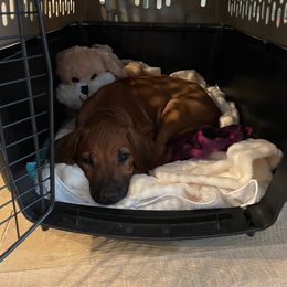 Rhodesian Ridgeback Puppies from River Roc Ranch & Ridgebacks