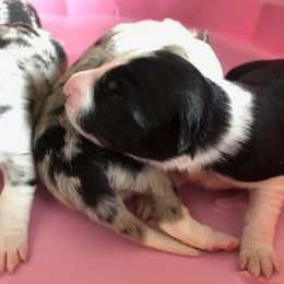 Border Collie Puppies from Pearl Winters' Border Collies