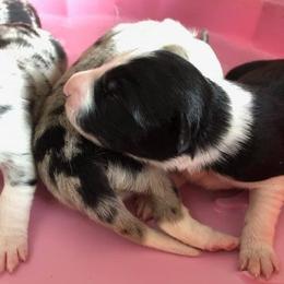 Border Collie Puppies from Pearl Winters' Border Collies