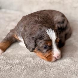 Sprout - Blue merle male Bernedoodle puppy in Royse City, Texas from Platinum Bernedoodles of Texas