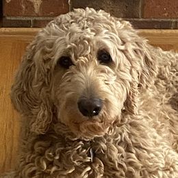 Remi - Goldendoodle