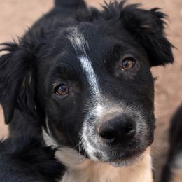 Clay - Black tri-color male Australian Shepherd puppy in San Tan Valley, Arizona from Mott Ranch - Blazin' Sun Aussies