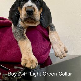 Boy 4 - Blue ticked and tan Bluetick Coonhound puppy in Oroville, California from Sinha Bluetick Coonhounds