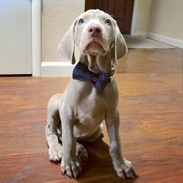 Weimaraner Puppies from Freehart's Weimaraners