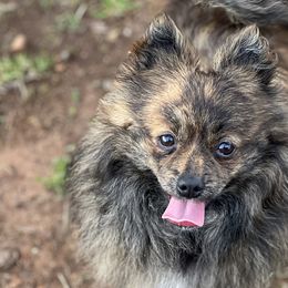 Dachshunds, Pomeranians, and Poodles from Cuddles n Curls