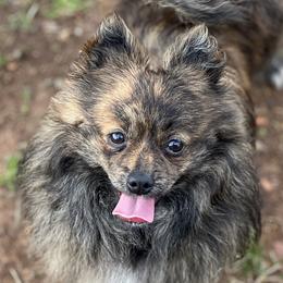 Dachshunds, Pomeranians, and Poodles from Cuddles n Curls