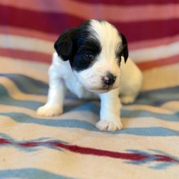 Madonna - Parti female Miniature Schnauzer puppy in Sterling, Idaho from Sterling Schnauzer's