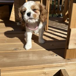 Cavalier King Charles Spaniel Puppies from Cassie’s Cavaliers