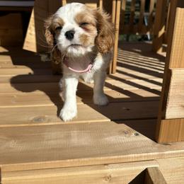 Cavalier King Charles Spaniel Puppies from Cassie’s Cavaliers