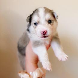 Aster - Merle male Pomsky puppy in Cleveland, Ohio from Lake Point Pomskies