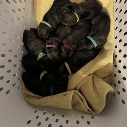 Girl 4 - Pepper and salt Standard Schnauzer puppy in Poughkeepsie, New York from Neva's Standard Schnauzers