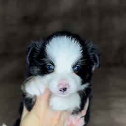Ember - Black tri female Miniature Australian Shepherd puppy in Queen Creek, Arizona from Arizona Aussies
