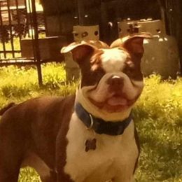 Jasper - Boston Terrier