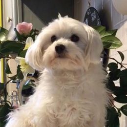 Sophie - Maltese
