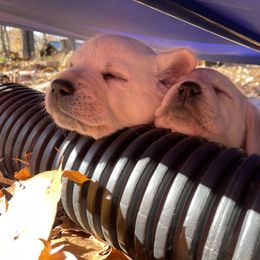 Labrador Retriever Puppies from Pea Ridge Labradors