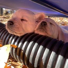 Labrador Retriever Puppies from Pea Ridge Labradors