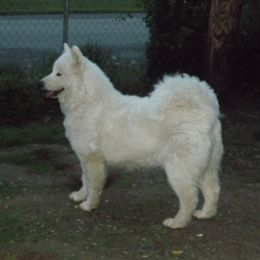 CC - Samoyed