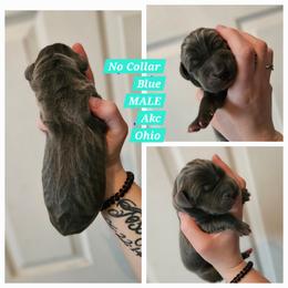No Collar Male - Blue male Great Dane puppy in Doylestown, Ohio from Dana's Danes