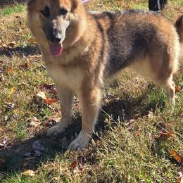 Liberty - German Shepherd