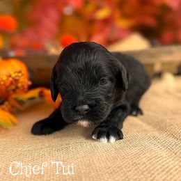 Chief Tui - Black male Cockapoo puppy in Clinton, Oklahoma from Enchanted Spaniels
