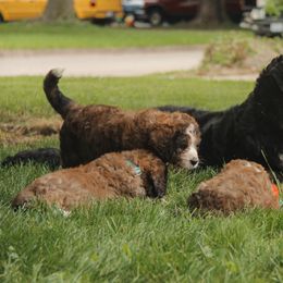 Bernedoodle Puppies from Bernedoodles of the Ozarks