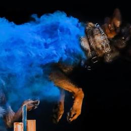 German Shepherds from MK-K9