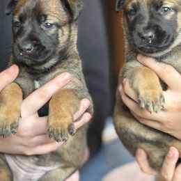 Belgian Malinois and Dutch Shepherd Puppies from Vuurhart Herders
