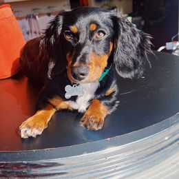 Dixie - Dachshund