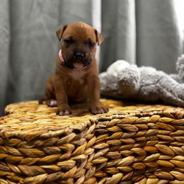 Pink Collar Female - Red female American Pit Bull Terrier puppy in Pensacola, Florida from Alpha Alliance Kennels