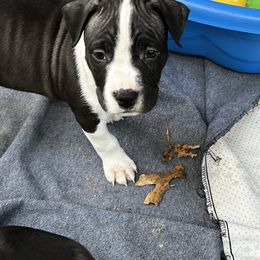Boy 5 - American Staffordshire Terrier puppy in Spring Grove, Virginia from Lizera Bulldogs and AmStaffs