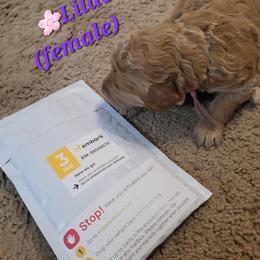 Goldendoodle Puppies from 3 Willows Goldendoodles