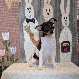 Crystal - Black white and tan female Rat Terrier puppy in Caldwell, Ohio from Forest Grove Rat Terriers