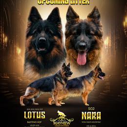 German Shepherd puppies from Mayhew German Shepherds (formerly B&R Kennel)